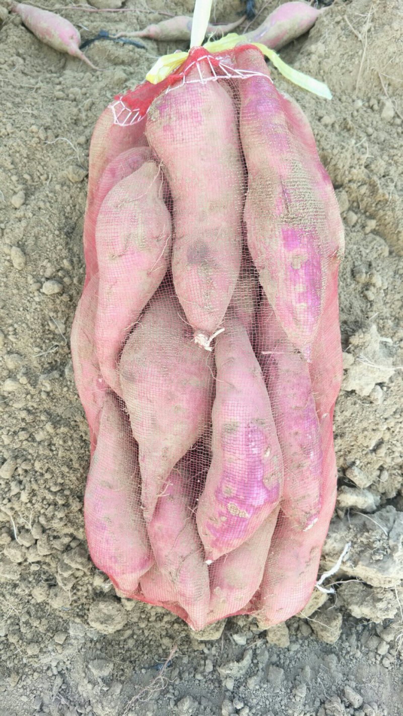 商薯19装网兜，济薯26大量上市