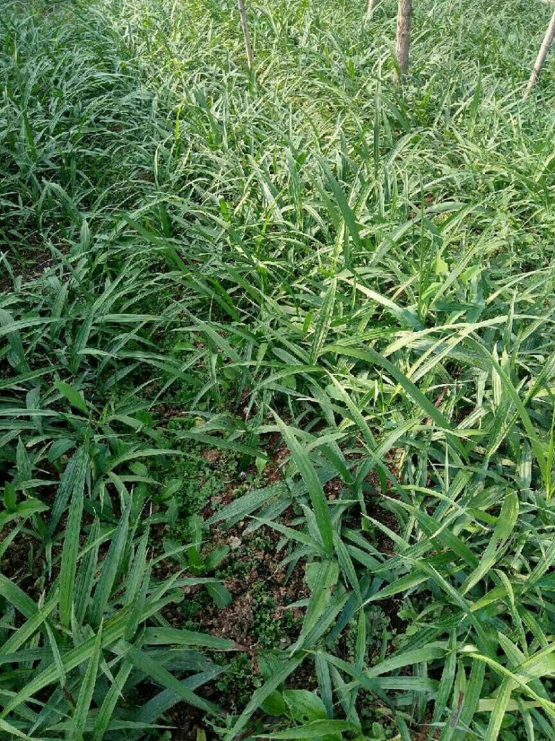 白芨种苗