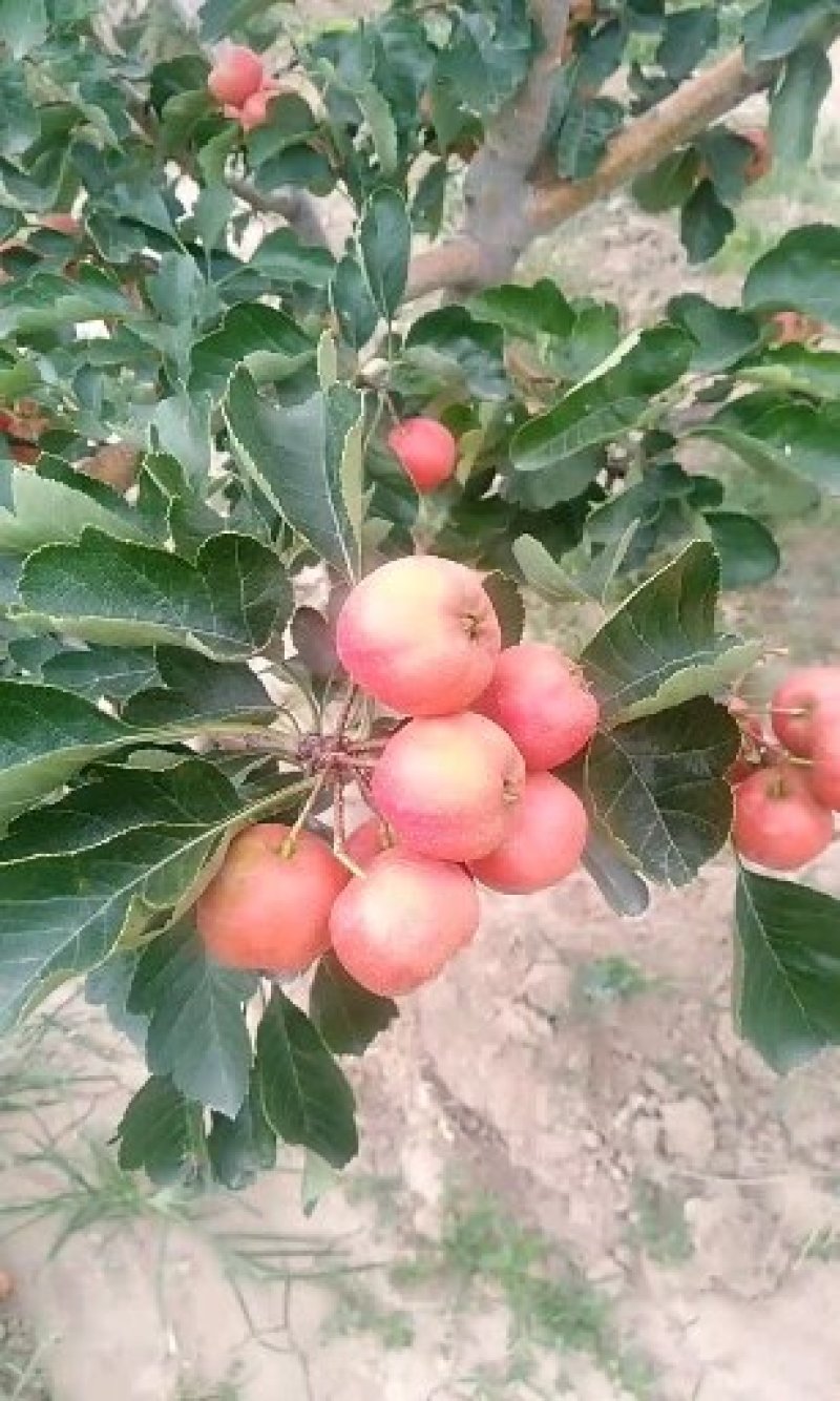 甜红子山楂《红棉球》