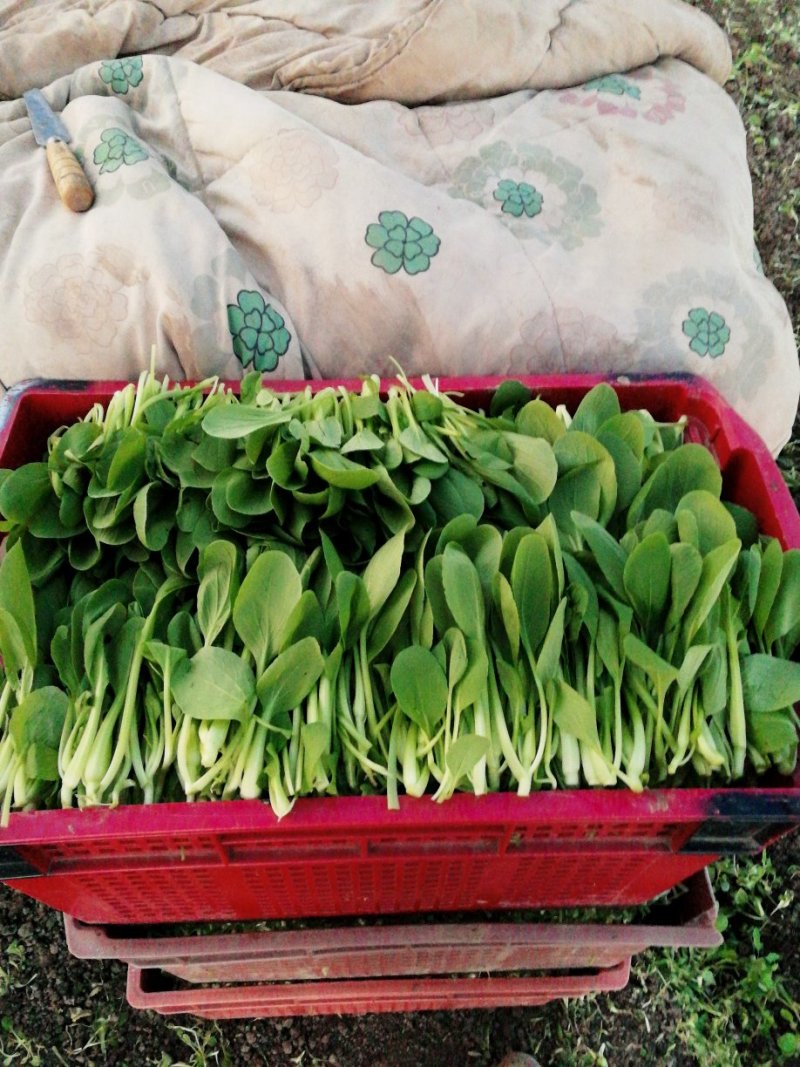 【精选疏菜】鸡毛菜常年供货产地直销