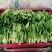 【精选疏菜】鸡毛菜常年供货产地直销