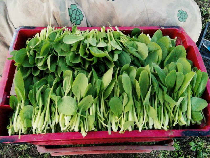 【精选疏菜】鸡毛菜常年供货产地直销