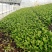 【精选疏菜】鸡毛菜常年供货产地直销