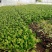 【精选疏菜】鸡毛菜常年供货产地直销