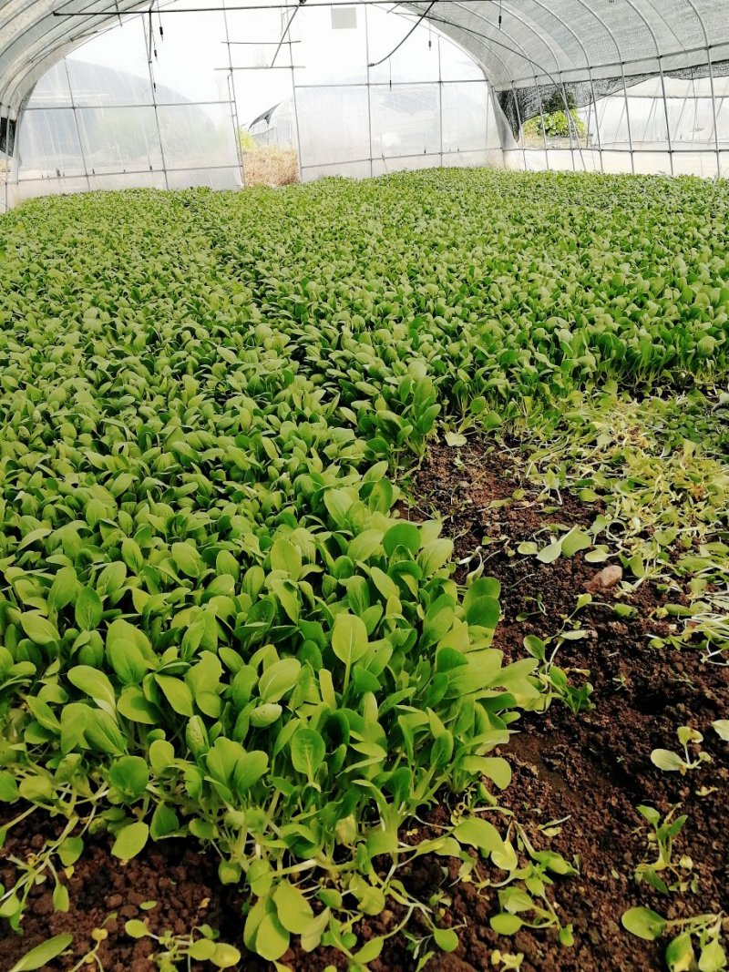 【精选疏菜】鸡毛菜常年供货产地直销