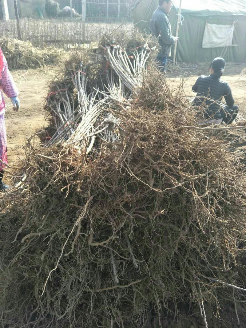 樱桃苗