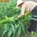 墨西哥玉米草种子鸡鸭鱼鹅兔牛羊都喜食高产型牧草