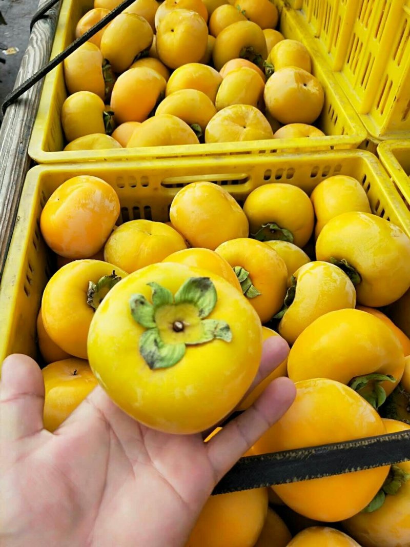 桂林平乐甜柿