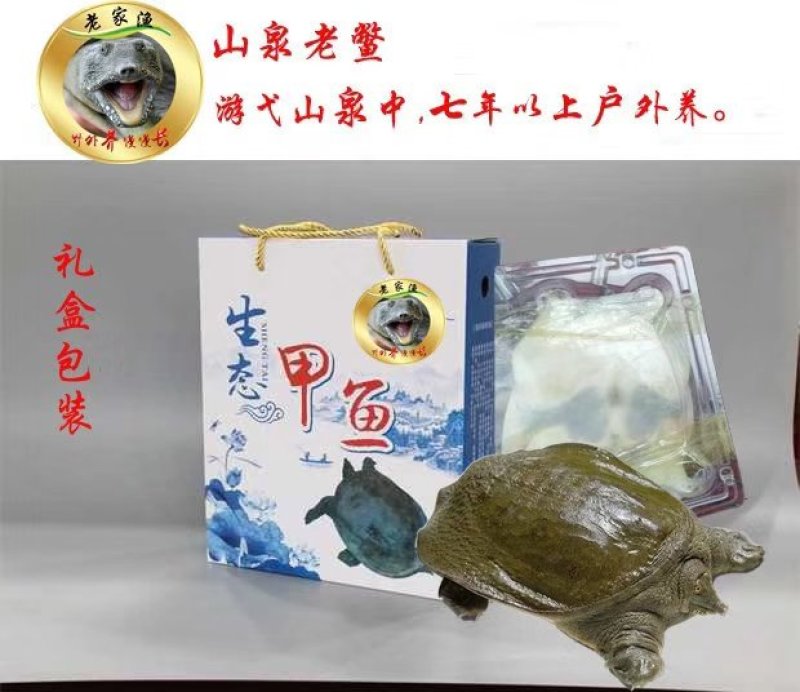 纯生态七年以上的老甲鱼