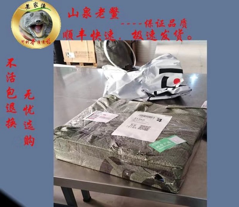 纯生态七年以上的老甲鱼