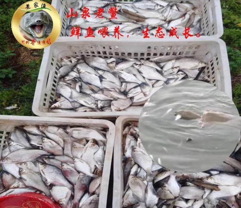 纯生态七年以上的老甲鱼