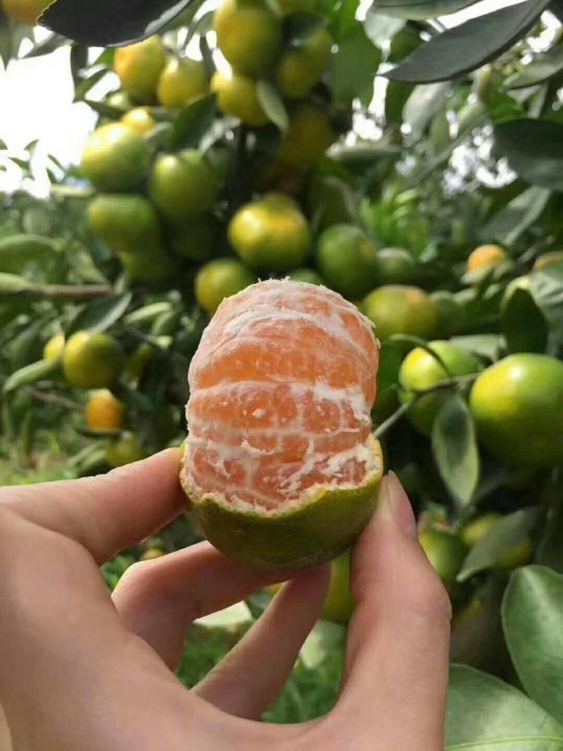 特早蜜橘优质供应果园子看货现场看货订货现摘现发全国接单耐运输