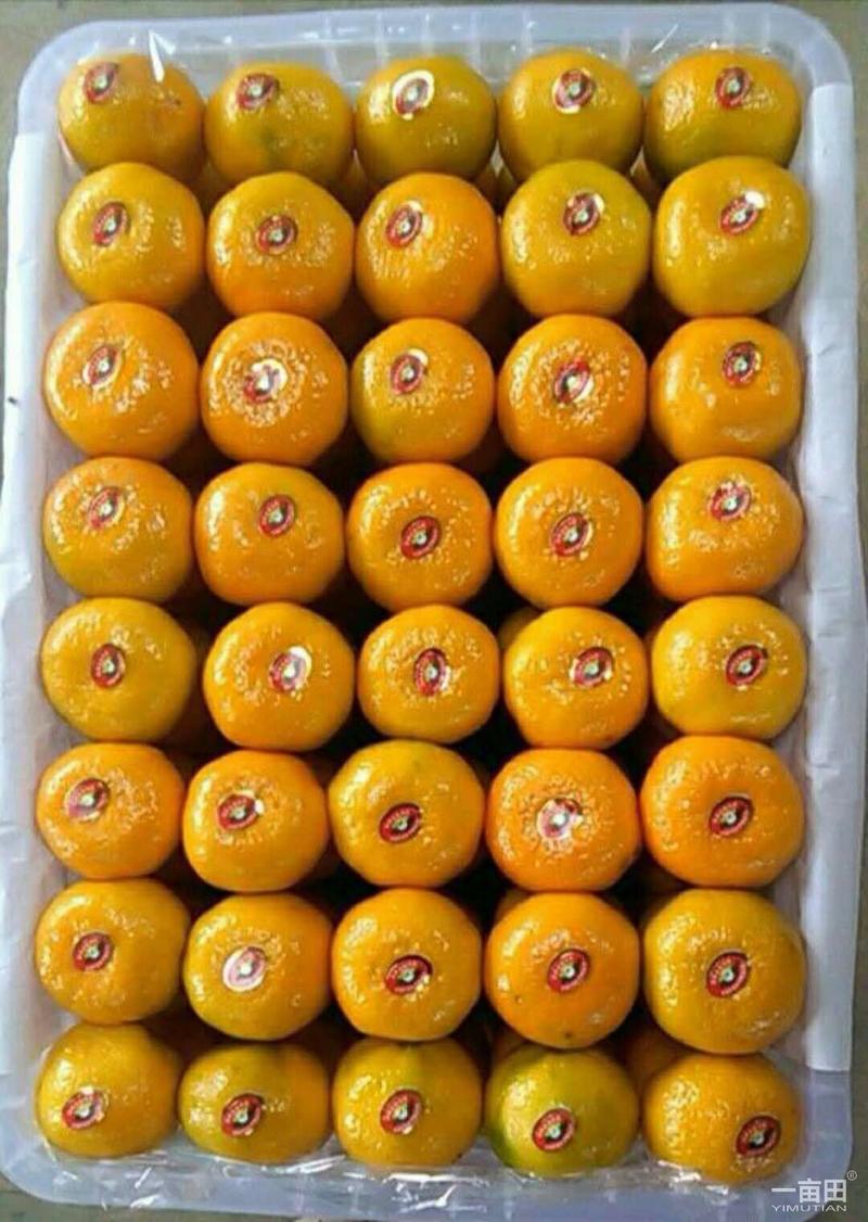 特早蜜橘优质供应果园子看货现场看货订货现摘现发全国接单耐运输