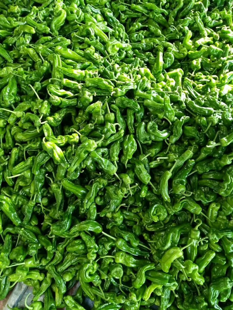 临沂费县大量供应3号线椒，8号椒。上货量大。包装齐全。