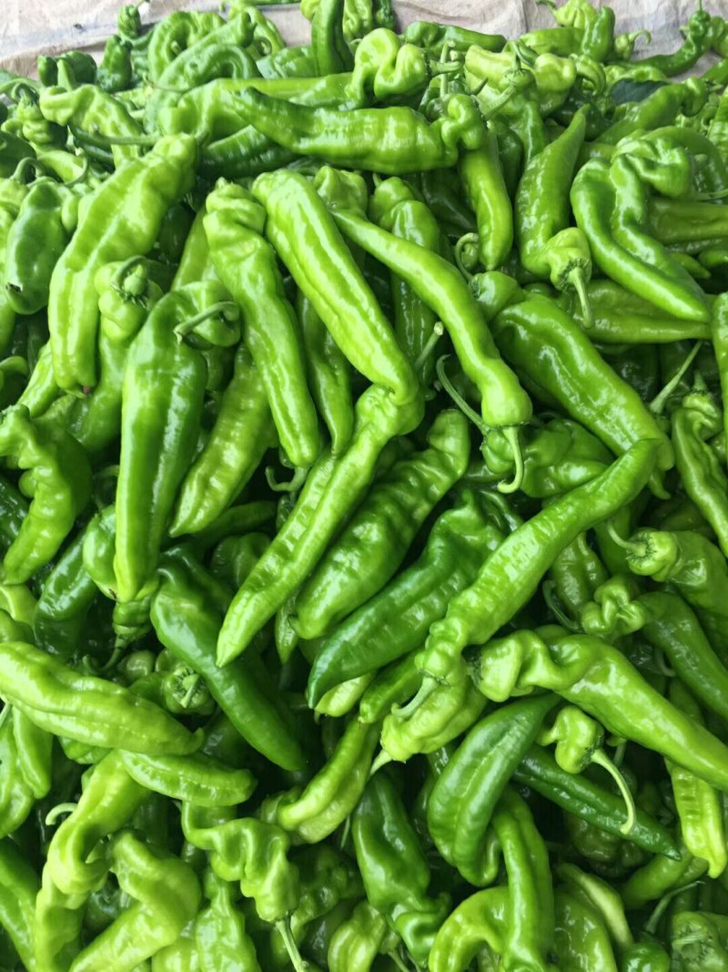 临沂费县大量供应3号线椒，8号椒。上货量大。包装齐全。