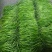 临沂费县大量供应3号线椒，8号椒。上货量大。包装齐全。