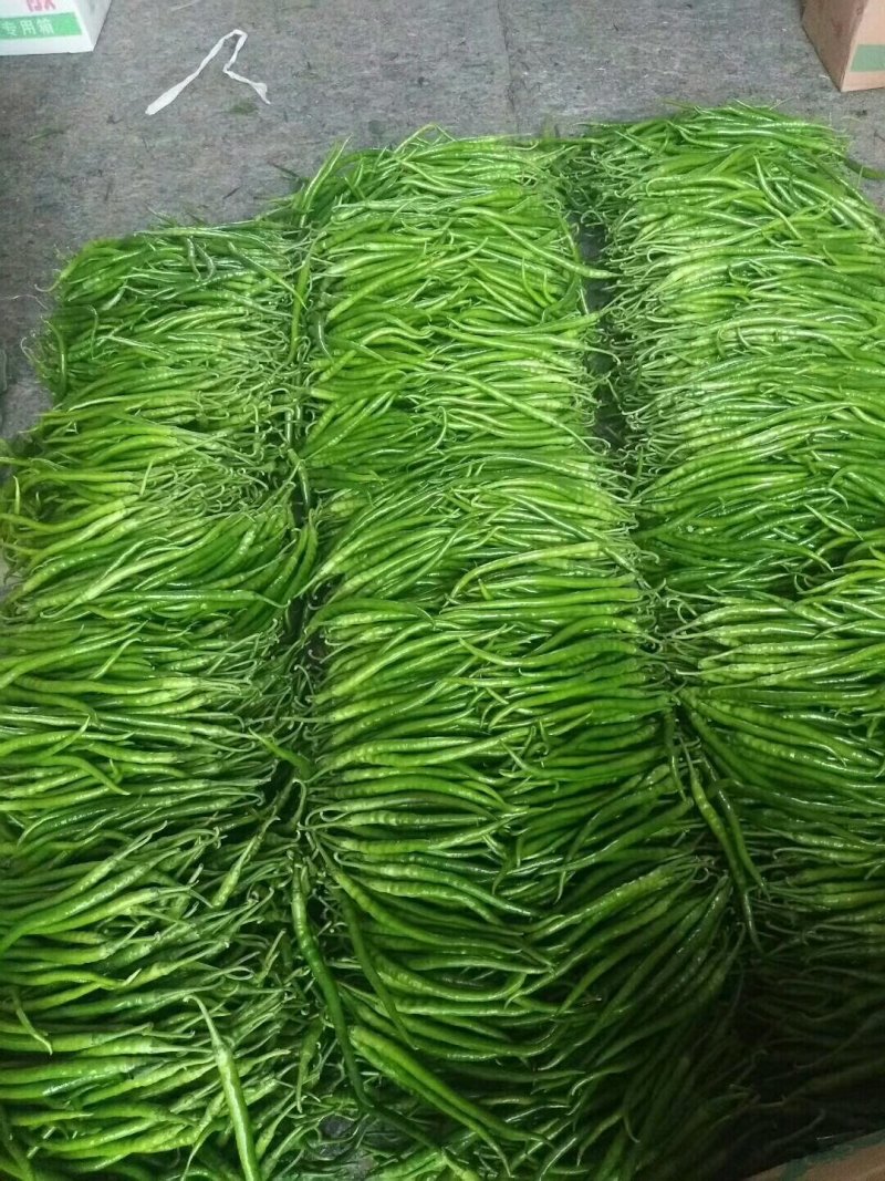 临沂费县大量供应3号线椒，8号椒。上货量大。包装齐全。