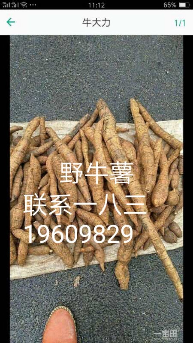 北芪、牛薯、黄精九蒸九晒
