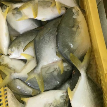 金仓鱼海鱼