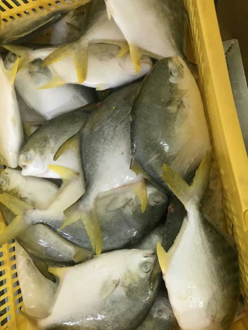 金仓鱼海鱼