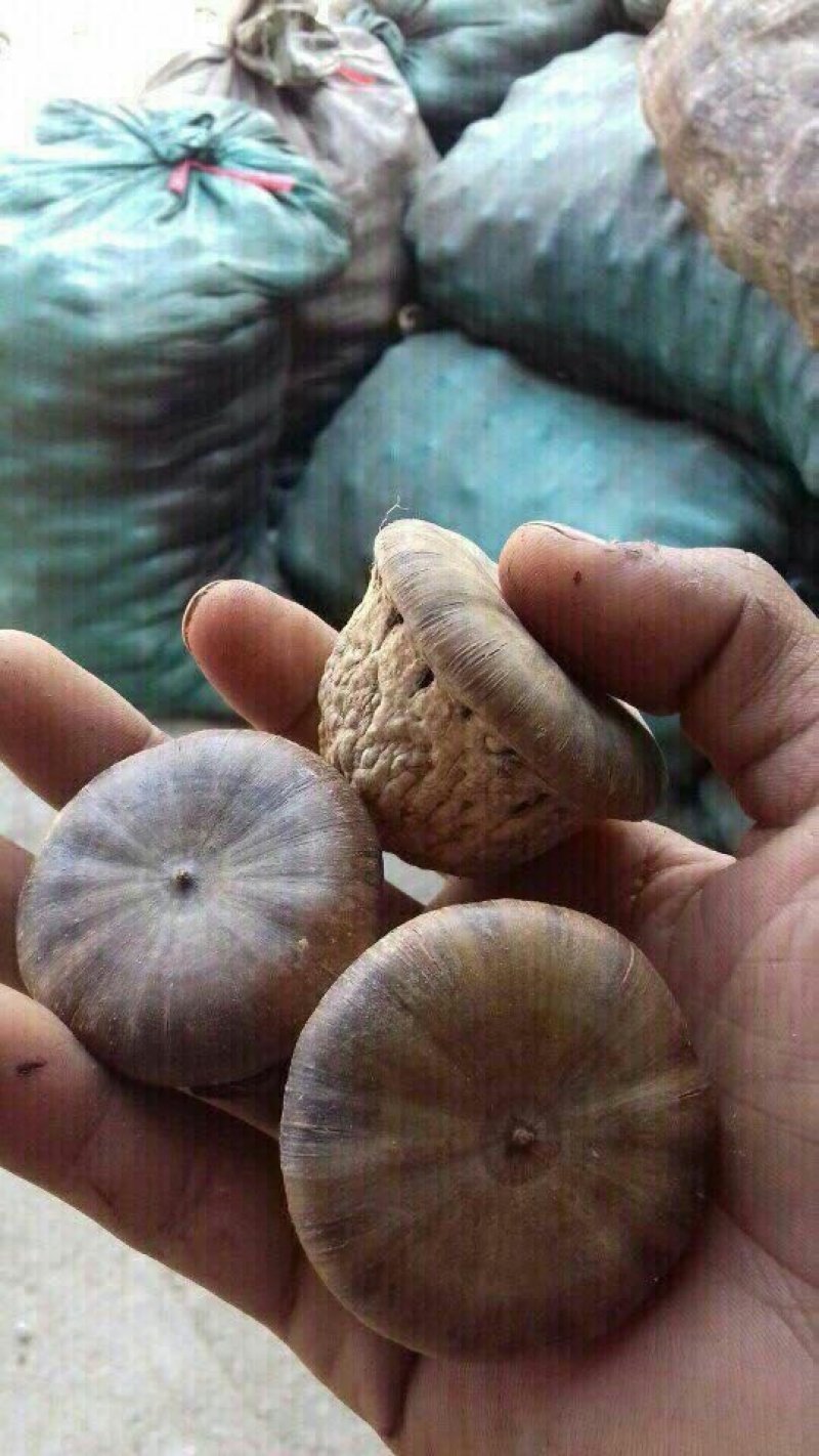 风流果