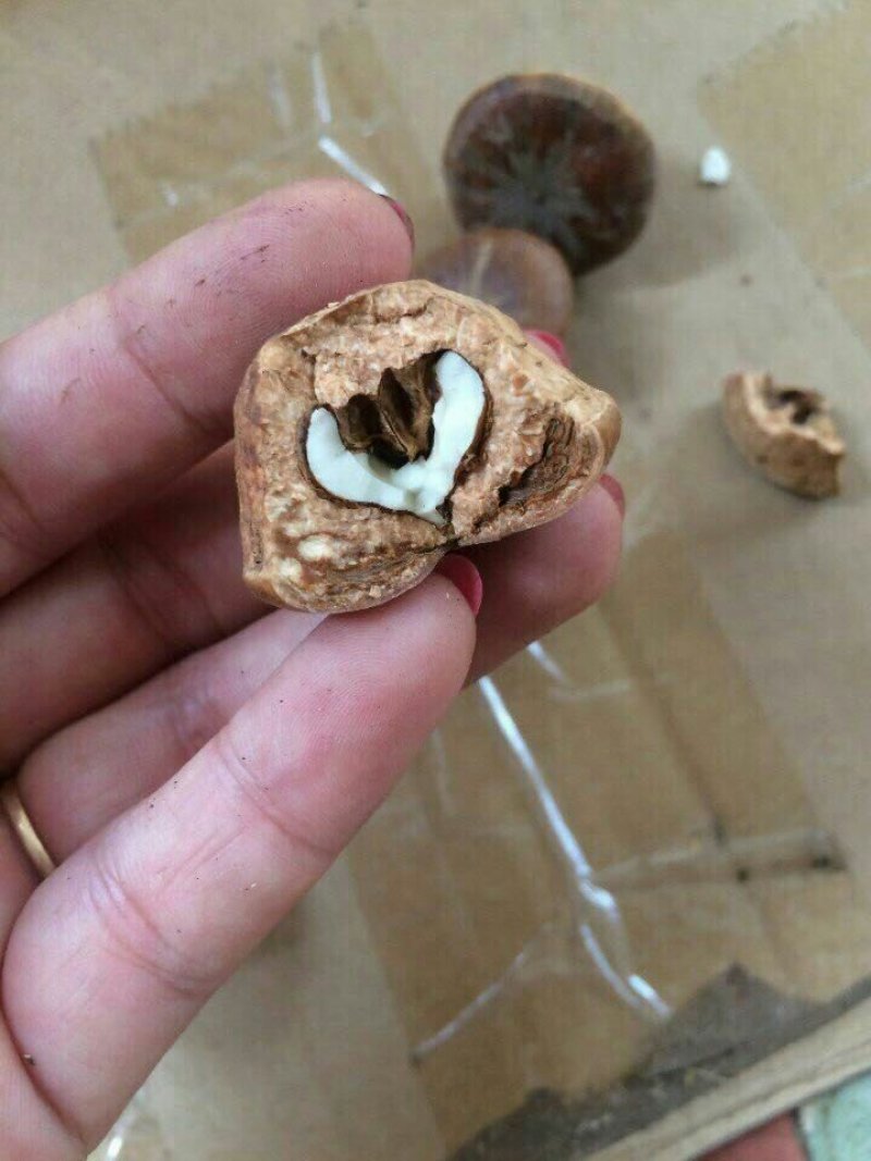风流果