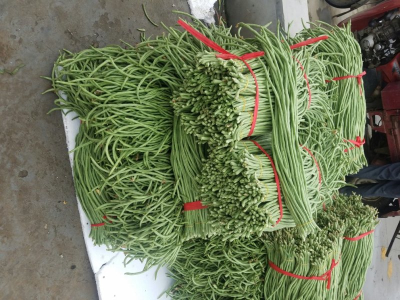 长豆角新乐市豆角8月份大量上市需要的联系我欢迎的到来