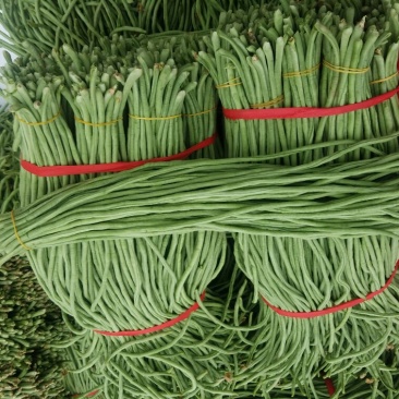 长豆角新乐市豆角8月份大量上市需要的联系我欢迎的到来
