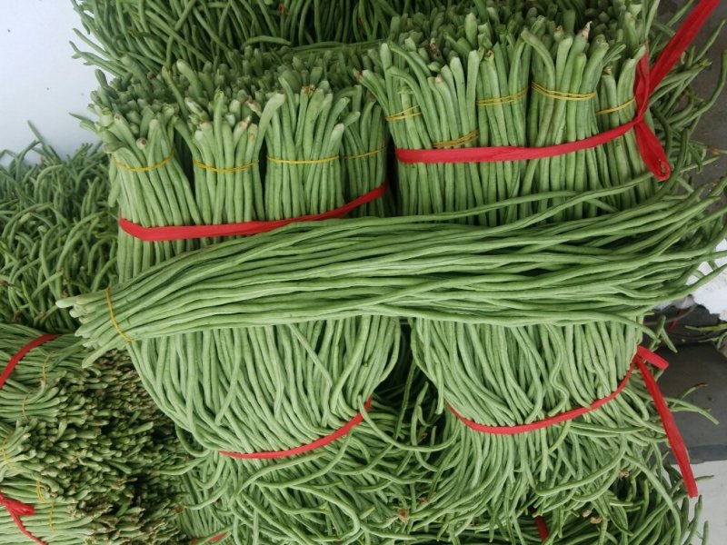 长豆角新乐市豆角8月份大量上市需要的联系我欢迎的到来