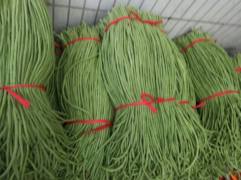 长豆角新乐市豆角8月份大量上市需要的联系我欢迎的到来