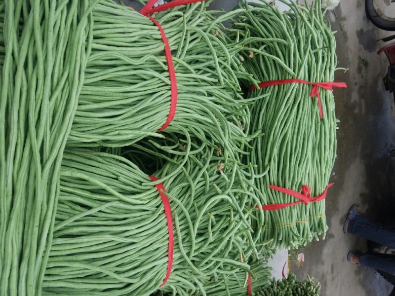 长豆角新乐市豆角8月份大量上市需要的联系我欢迎的到来