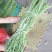 长豆角新乐市豆角8月份大量上市需要的联系我欢迎的到来