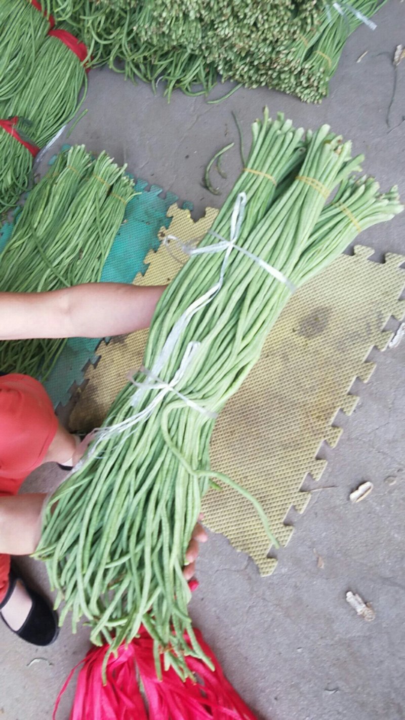 长豆角新乐市豆角8月份大量上市需要的联系我欢迎的到来