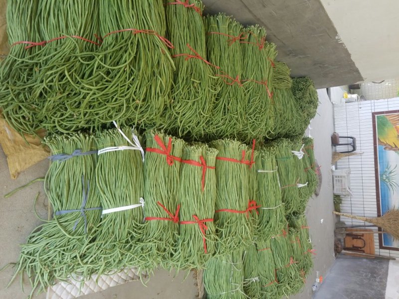 长豆角新乐市豆角8月份大量上市需要的联系我欢迎的到来