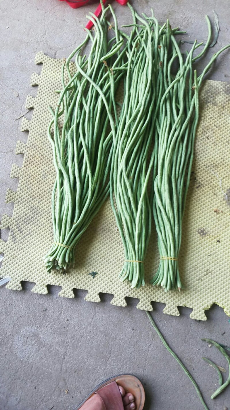 长豆角新乐市豆角8月份大量上市需要的联系我欢迎的到来