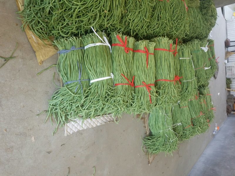 长豆角新乐市豆角8月份大量上市需要的联系我欢迎的到来