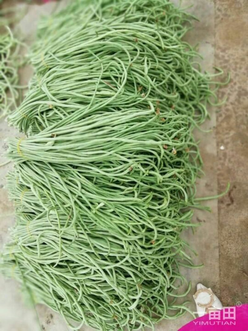 长豆角新乐市豆角8月份大量上市需要的联系我欢迎的到来