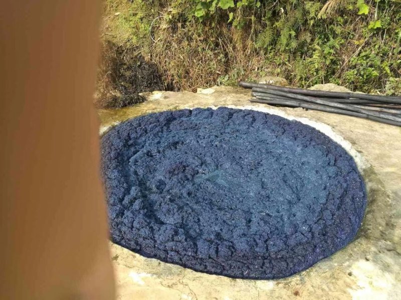 福建仙游仙游县书峰宏毅青黛种植专业合作社