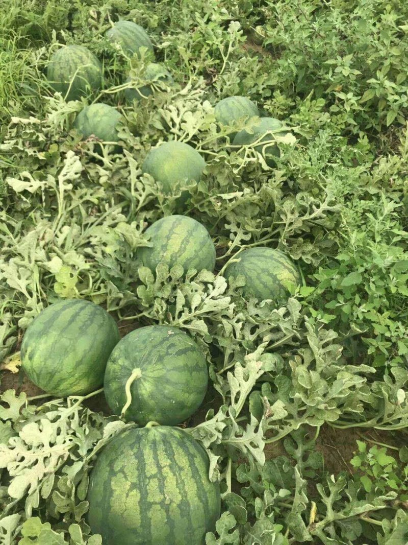 内蒙古通辽万亩无籽西瓜沙漠种植质量达标口感沙甜硬沙瓤耐运