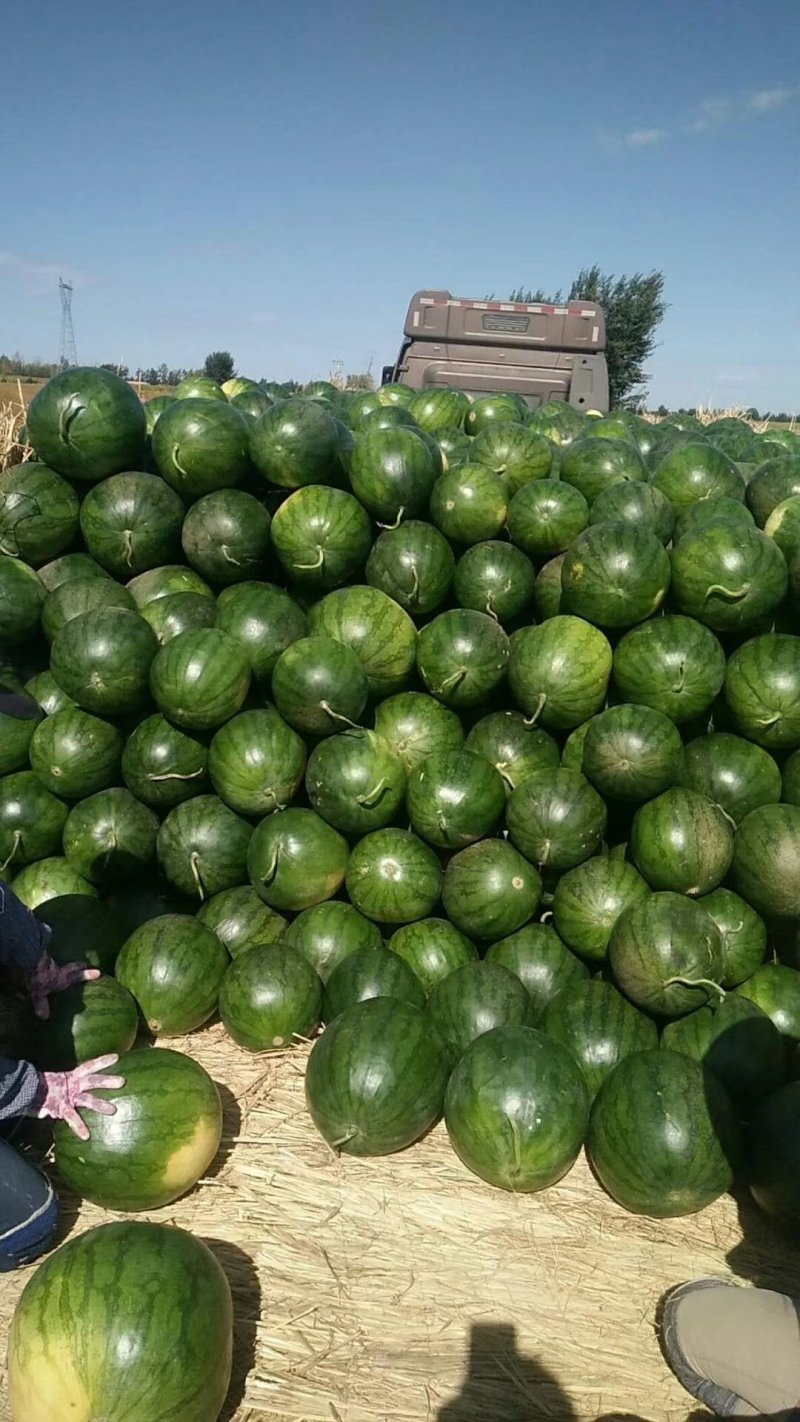 内蒙古通辽万亩无籽西瓜沙漠种植质量达标口感沙甜硬沙瓤耐运