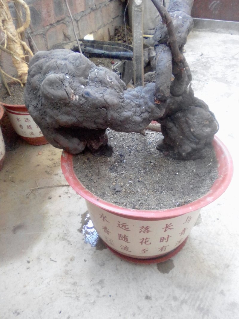野生何首乌