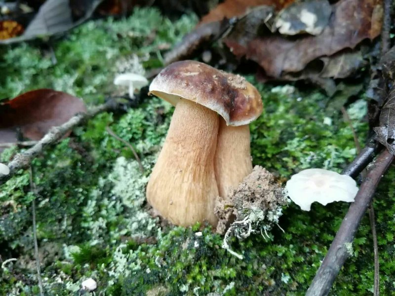 美味牛肝菌干片