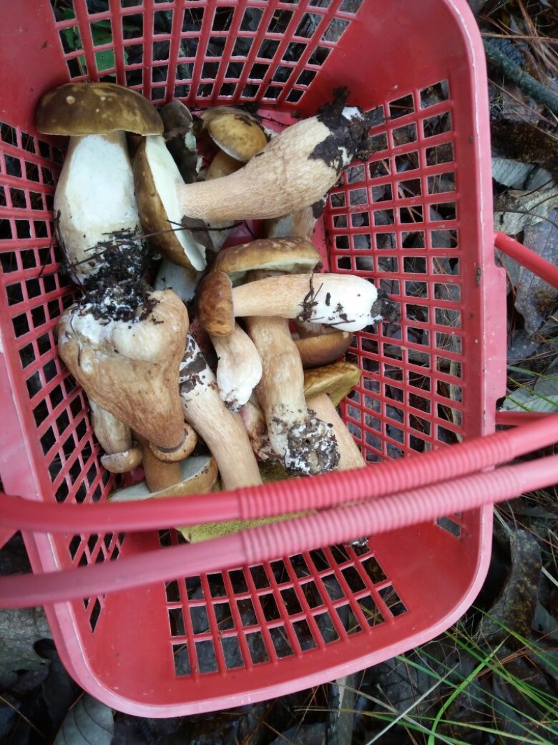 美味牛肝菌干片