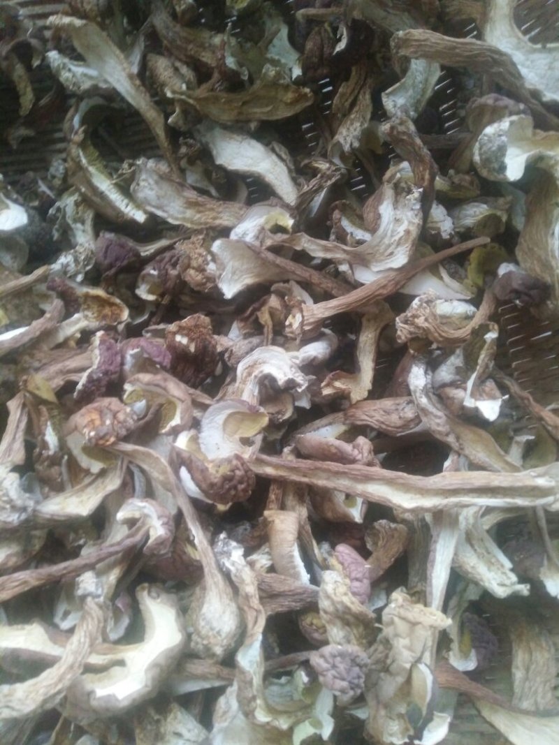 美味牛肝菌干片