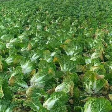 大白菜