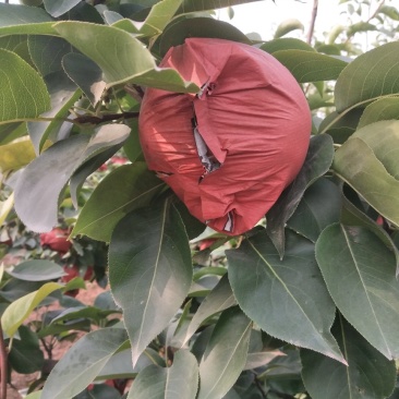 晚秋黄梨
