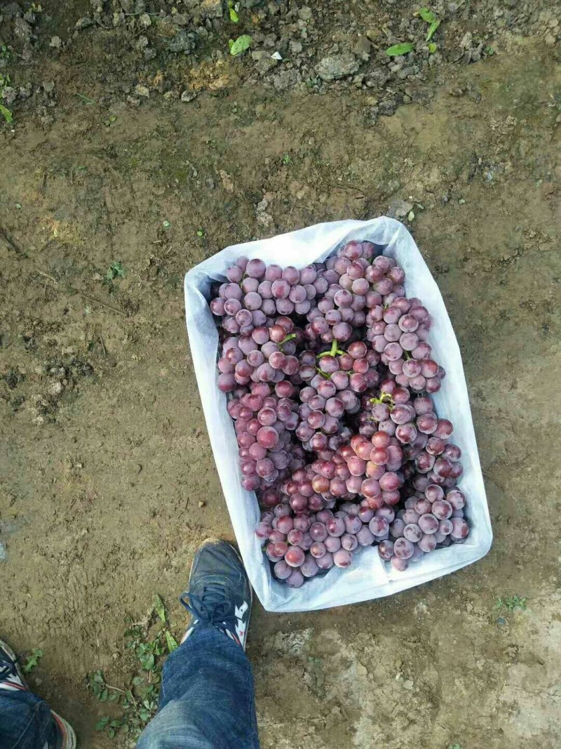 巨锋葡萄，。