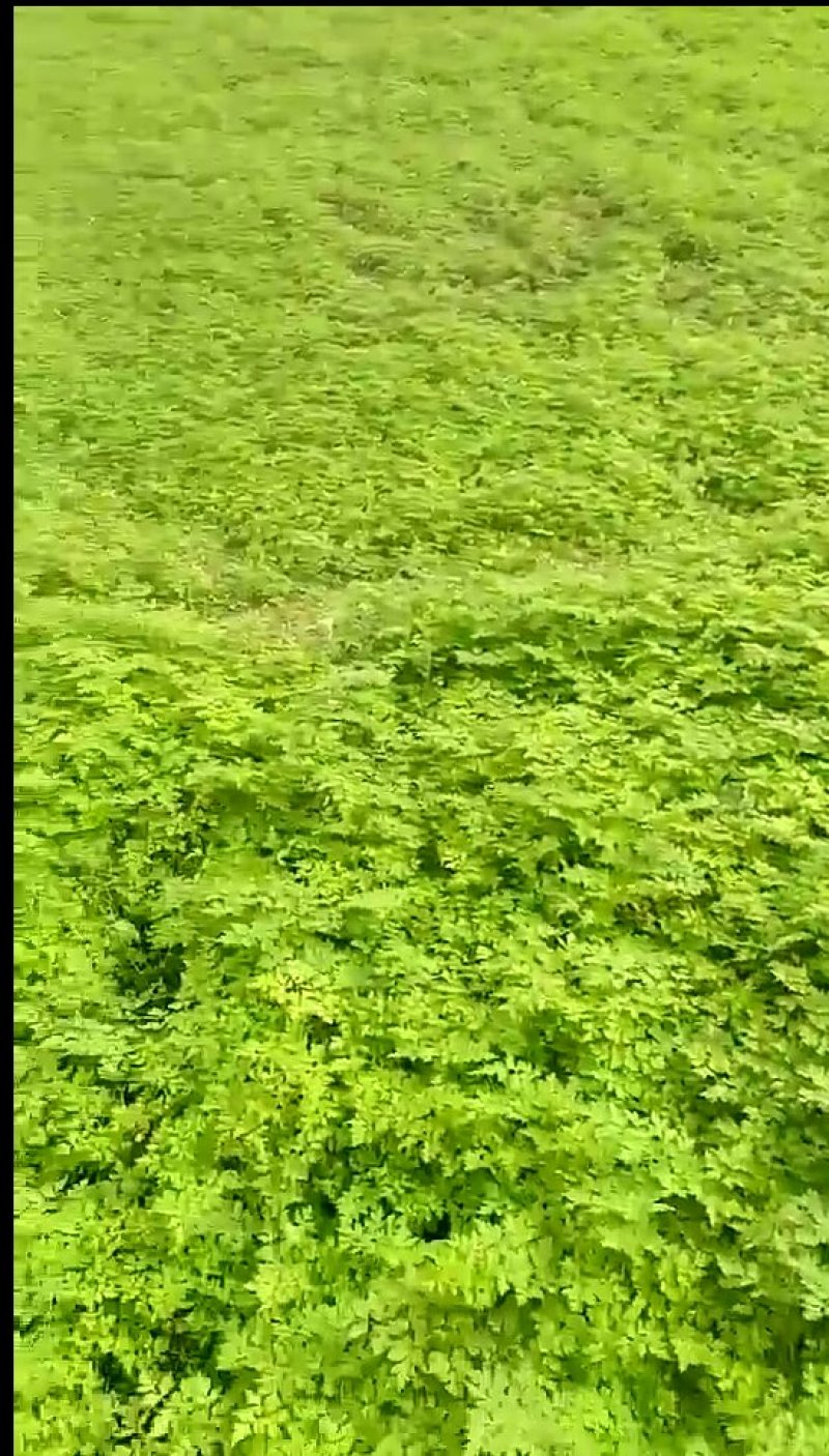 精品当归苗子
