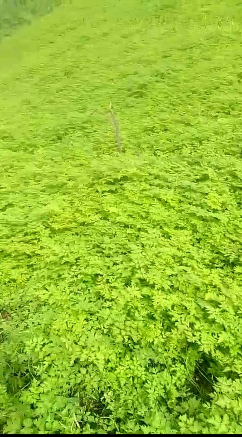 精品当归苗子