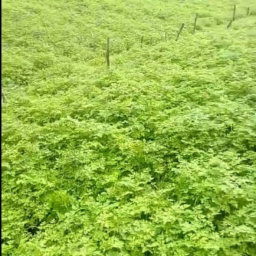 精品当归苗子